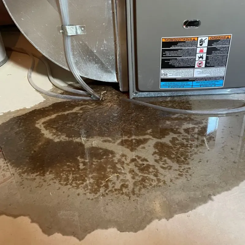 Pipe Burst and Leak Restoration in Pine Crest, TN